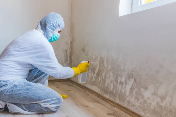 Licensed Mold Testing service in Deltaville, VA - WQB Mold Removal